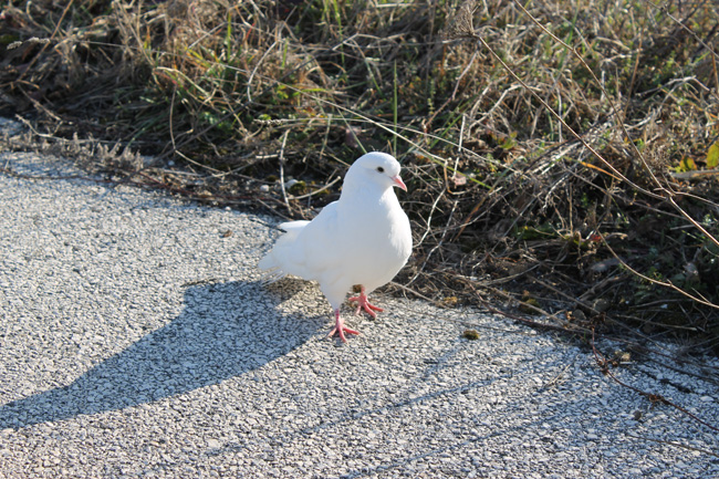 Columba livia var. domestica...bianca???